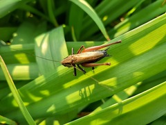 Eobiana engelhardti
