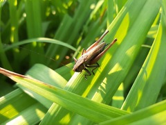 Eobiana engelhardti