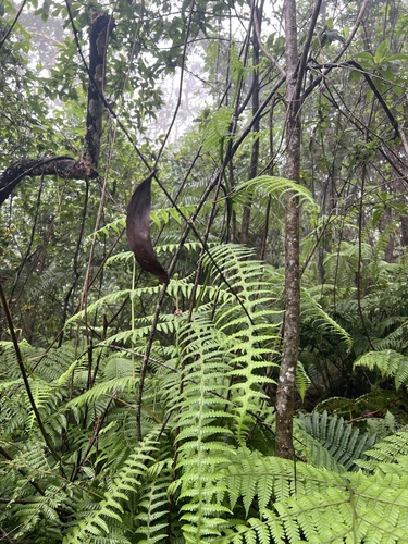 Pseudophegopteris keraudreniana observed 2026-10-29