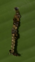 Polistinae
