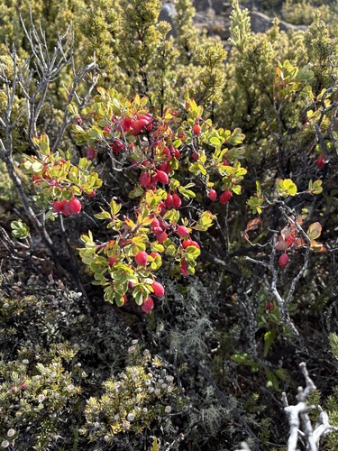 Vaccinium reticulatum observed 2026-10-23