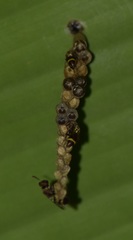 Polistinae
