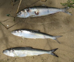 Alosa kessleri