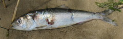Alosa kessleri