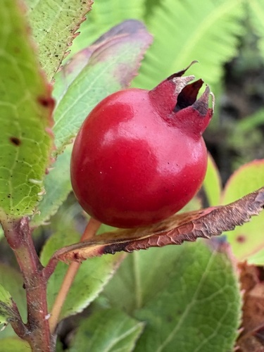 Vaccinium dentatum observed 2026-10-21