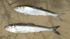 Alosa kessleri