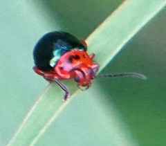 Kuschelina gibbitarsa