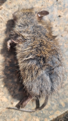 Rattus rattus observed 2026-10-30