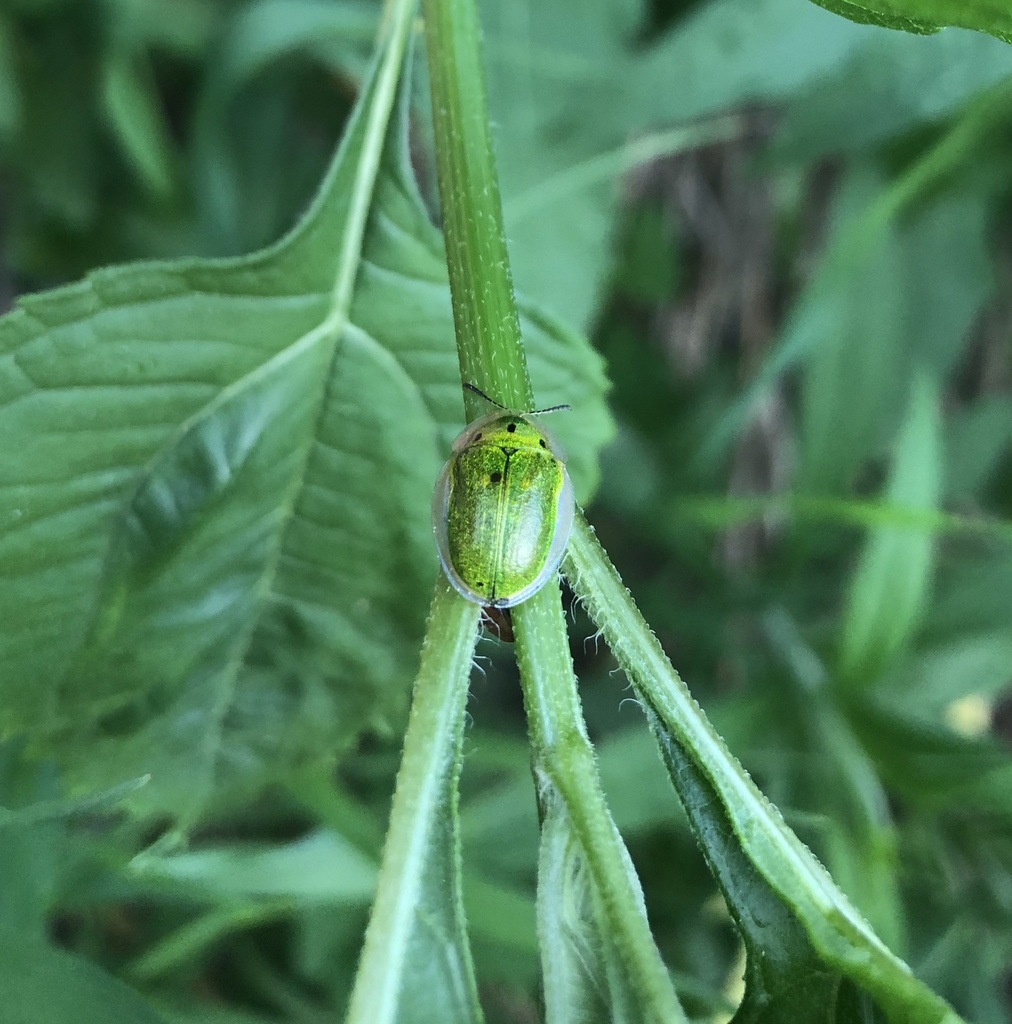 Sunflower Tortoise Beetle from Waterbury, VT, US on May 28, 2020 at 07