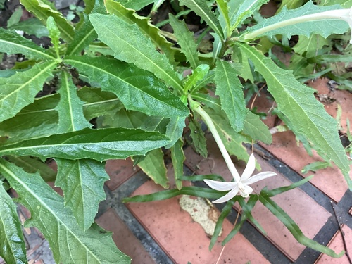 Hippobroma longiflora observed 2026-10-30