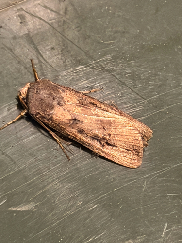 Agrotis ipsilon observed 2026-10-29