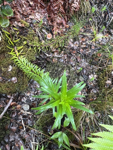 Dubautia scabra observed 2026-10-29