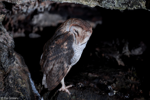Tyto alba observed 2026-10-29