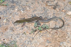 Aspidoscelis laredoensis