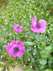 Anemone