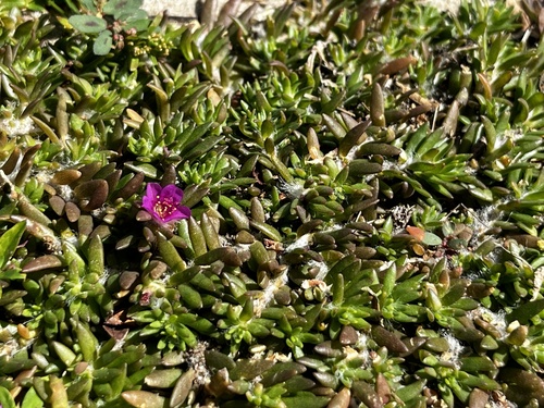 Portulaca pilosa observed 2026-10-28