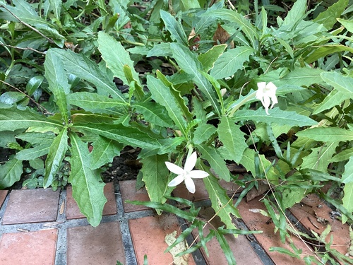 Hippobroma longiflora observed 2026-10-30