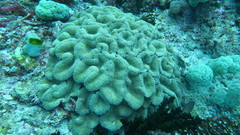 Lobophyllia flabelliformis