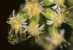 Augochloropsis viridula