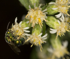 Augochloropsis viridula