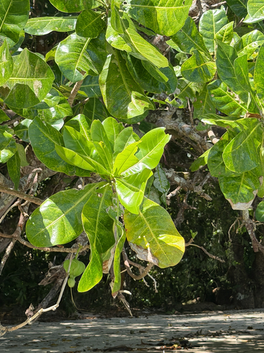 Barringtonia asiatica observed 2026-10-30