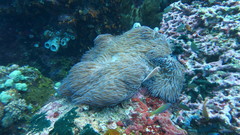 Heteractis magnifica