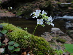 Cardamine trifolia