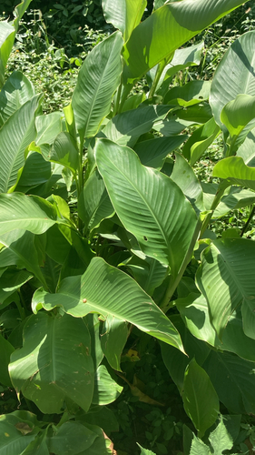 Canna indica observed 2026-10-30