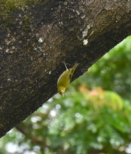 Zosterops japonicus observed 2026-10-18