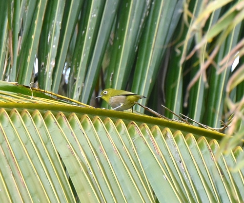 Zosterops japonicus observed 2026-10-18