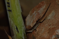 Sphenomorphus dussumieri