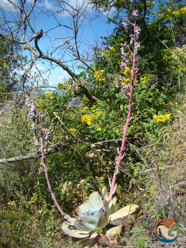 Echeveria gigantea