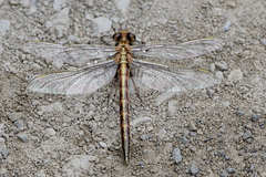 Phanogomphus spicatus
