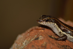 Sphenomorphus dussumieri