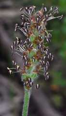 Plantago varia