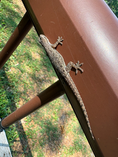 Hemidactylus frenatus observed 2026-10-30