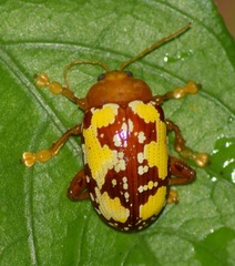 Podontia congregata
