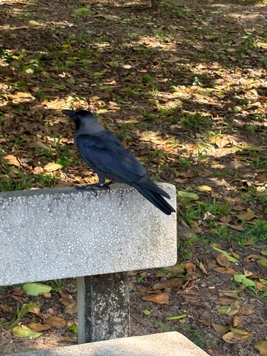 Corvus observed 2026-10-30