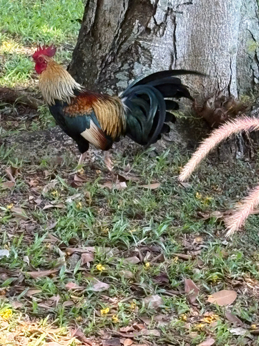 Gallus gallus observed 2026-10-30