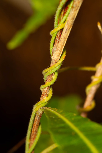 Cassytha filiformis observed 2026-10-29