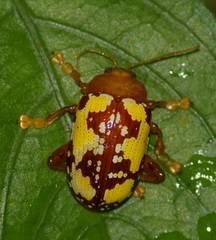 Podontia congregata