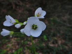 Cardamine waldsteinii
