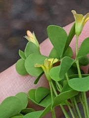 Oxalis florida