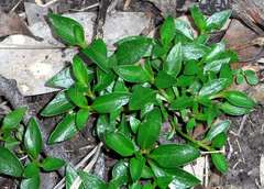 Opercularia ovata