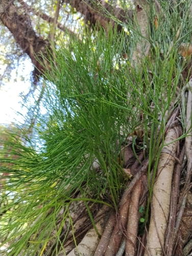 Psilotum nudum observed 2026-10-30