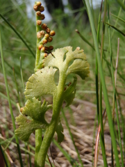 Botrychium crenulatum