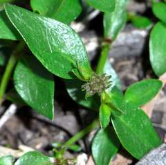 Opercularia ovata