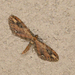 Eupithecia subapicata - Photo (c) Mike Patterson, some rights reserved (CC BY-NC), uploaded by Mike Patterson