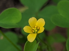 Oxalis florida