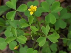 Oxalis florida